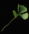 Marsilea vestita