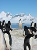Adelie Penguins (2)