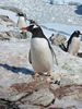 Gentoo Pengiun