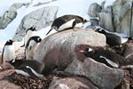 Gentoo Pengiuns