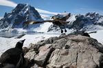 Gentoo Pengiun + Skua