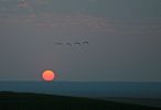 Cranes at sunset