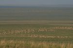 gazelle herds