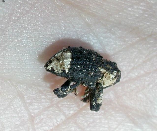 C. lapathi adult