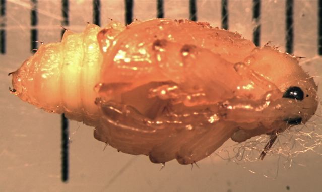 C. lapathi pupa