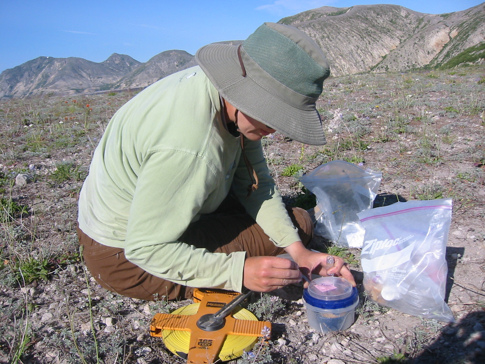 Jessamy surveys ant species