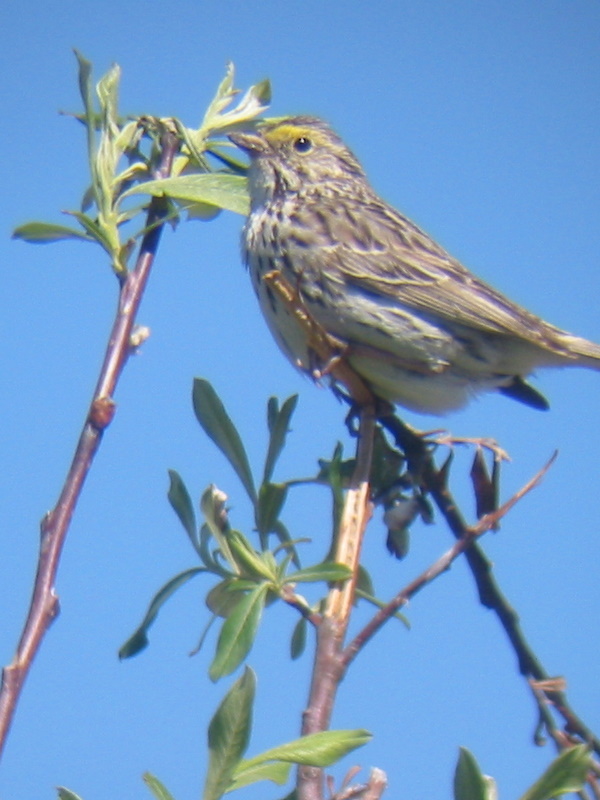 Savannah Sparrow, Mt. St. Helens