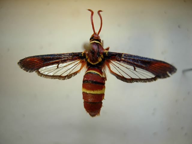 Willow Borer