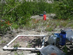 Mt. St. Helens Study Site