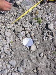Insect Pitfall Trap