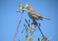 Savannah Sparrow