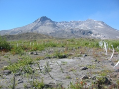 Willow Plot with Elk Exclusion Fence