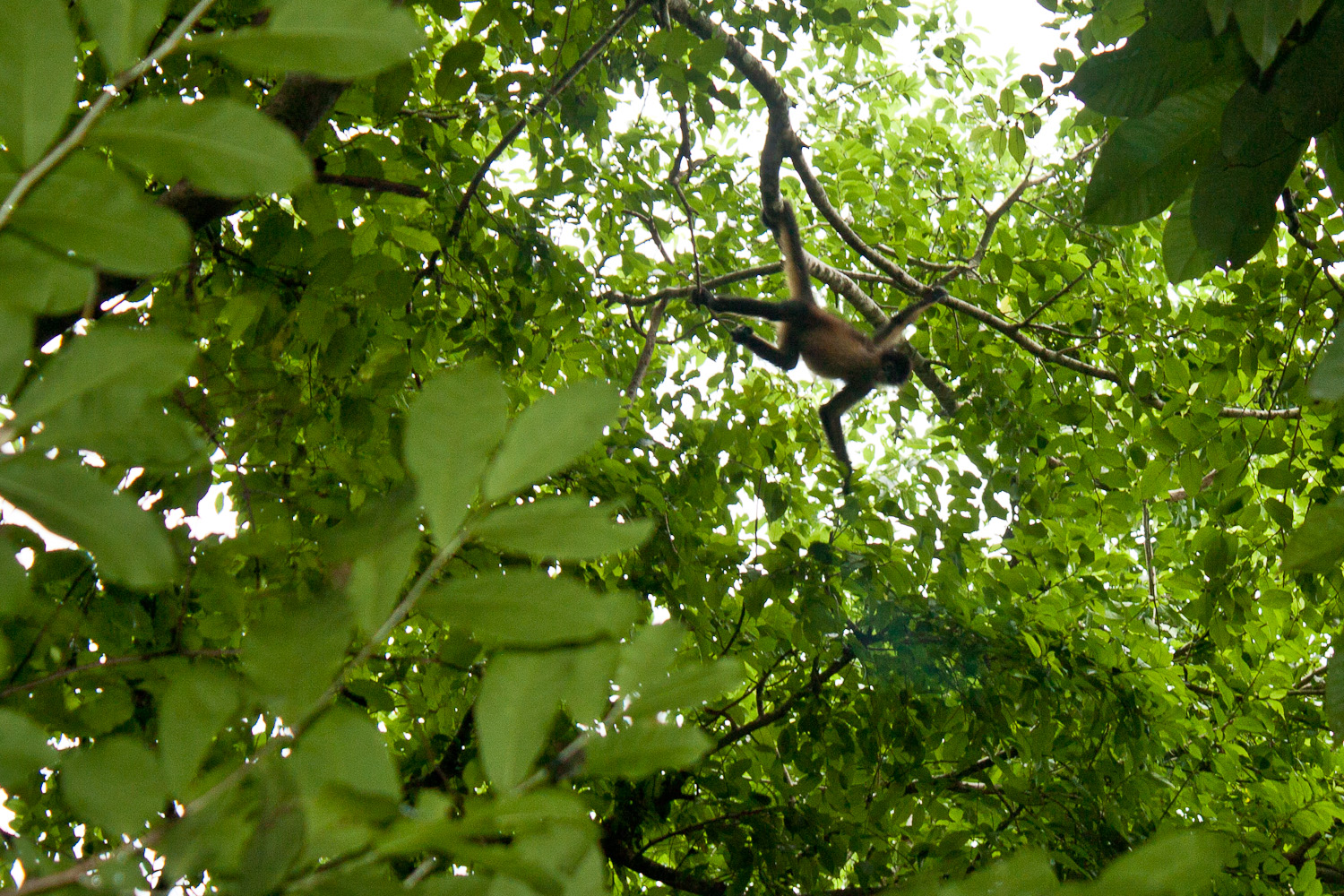 Azuero spider monkey Azuero spider monkey