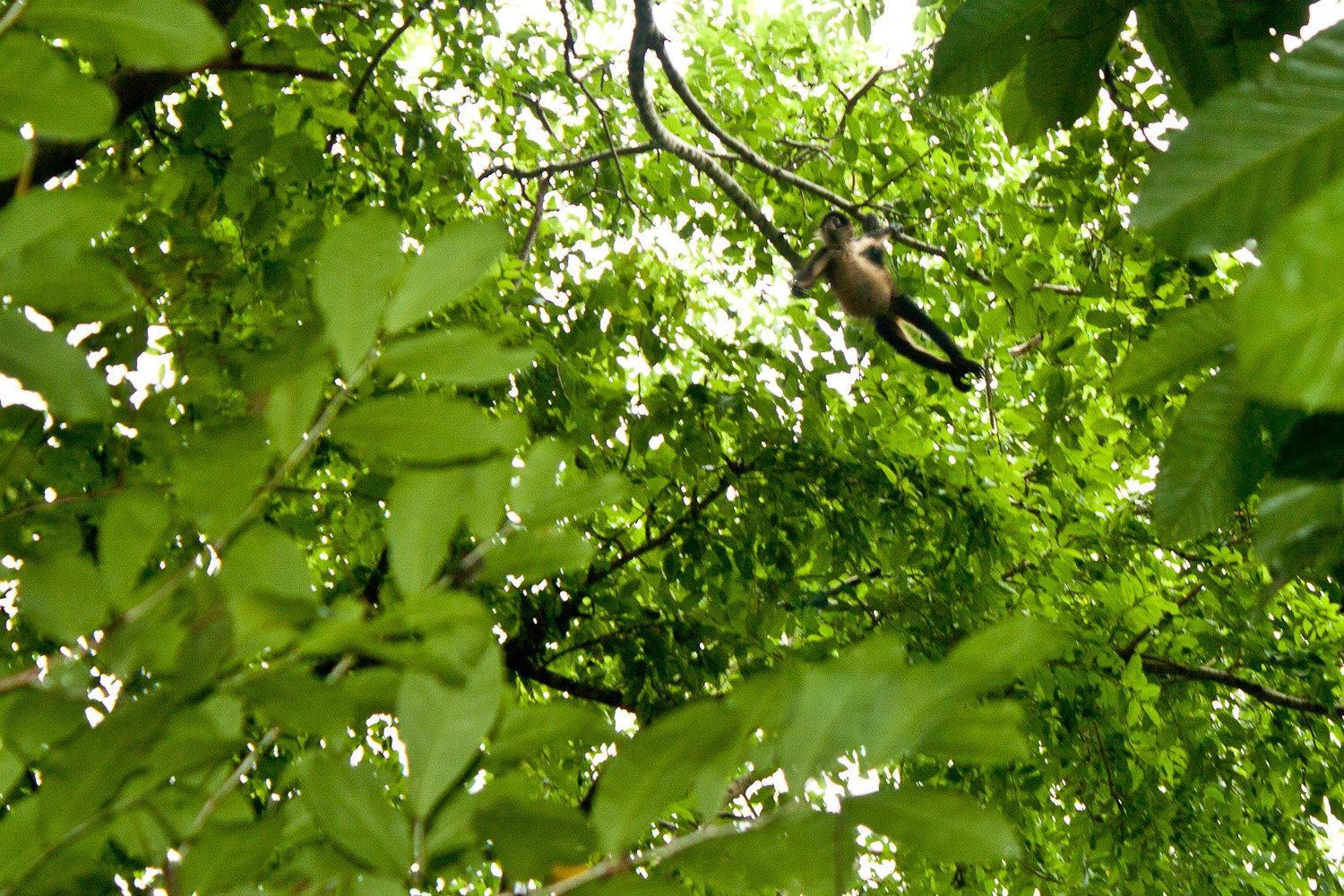 ="Azuero Azuero spider monkey