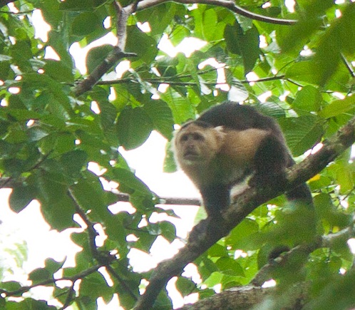 ="Capuchin Capuchin monkey