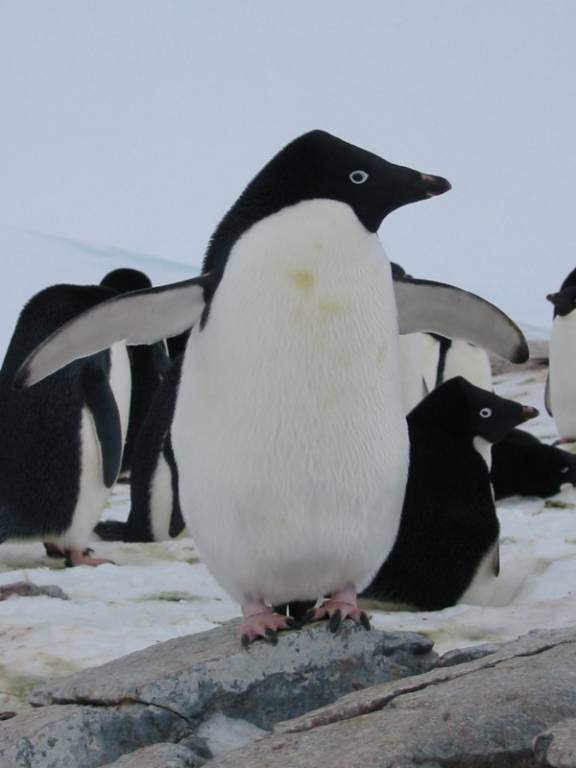 Adelie Penguin