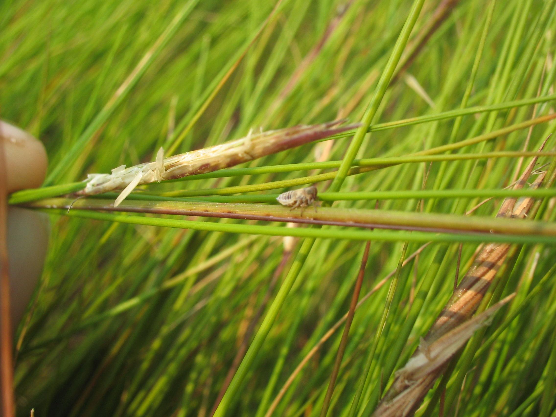 Spartina with Leafhopper