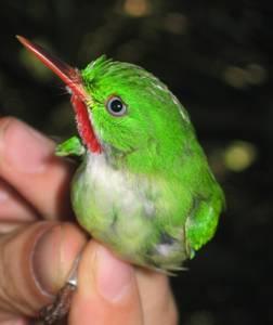 Jamaican Tody 