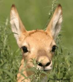 Gazelle Calf in Mongolia