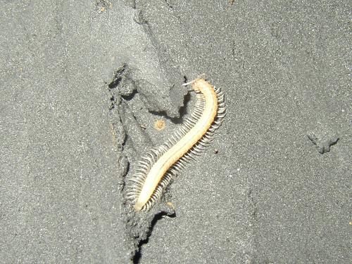 Cave Millipede