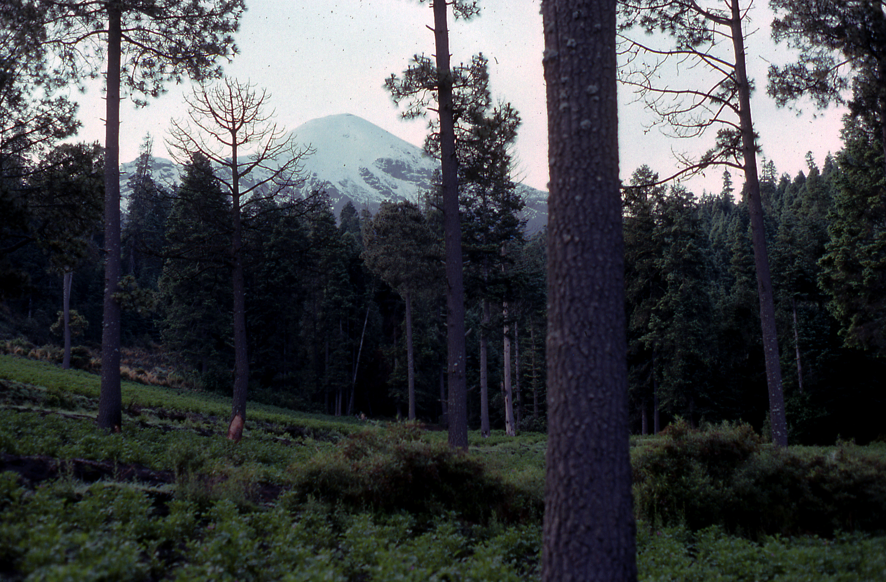 Hybrid habitat in Mexico
