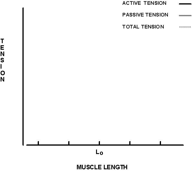 Striated Muscle: Structure and Function