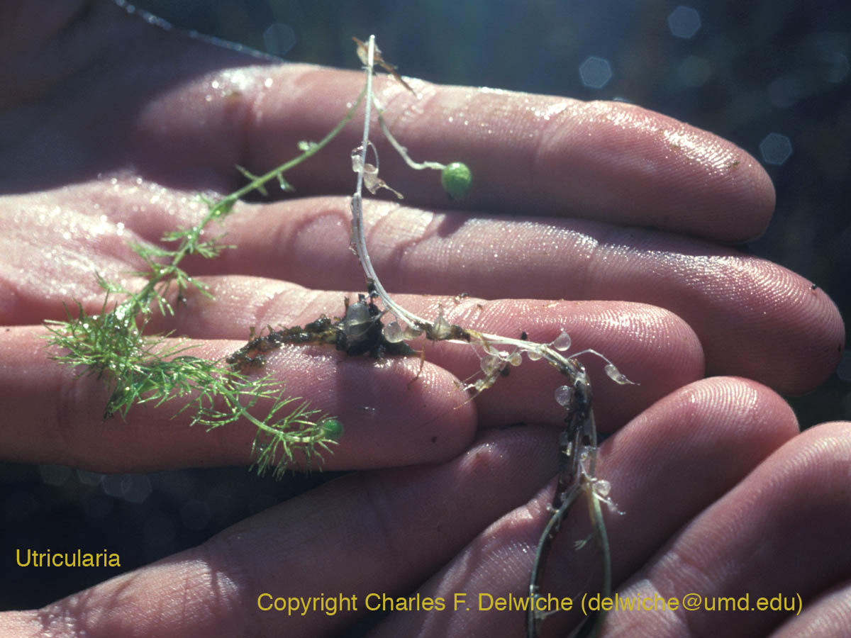 Utricularia is common in ponds and lakes around the world, and can trap aquatic arthropods with specialized bladders